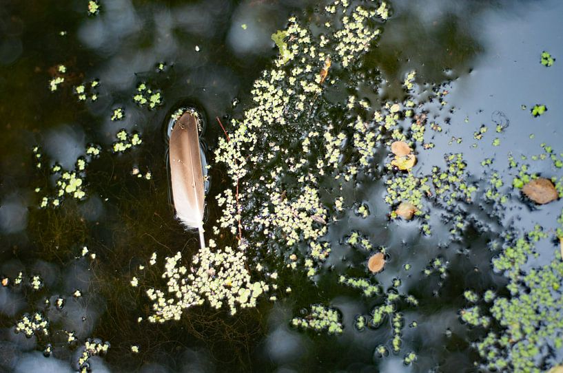 Leicht wie eine Feder, schwimmt sie im Wasser zwischen den Wasserlinsen. von Anne Hana