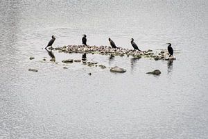 5 Kormorane sitzen auf Steinen im See von Dieter Walther
