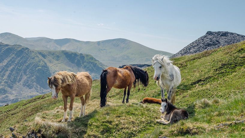 Mountain, horses and foal by Edwin Kooren