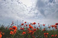 Charmante papaver van Ostsee Bilder thumbnail