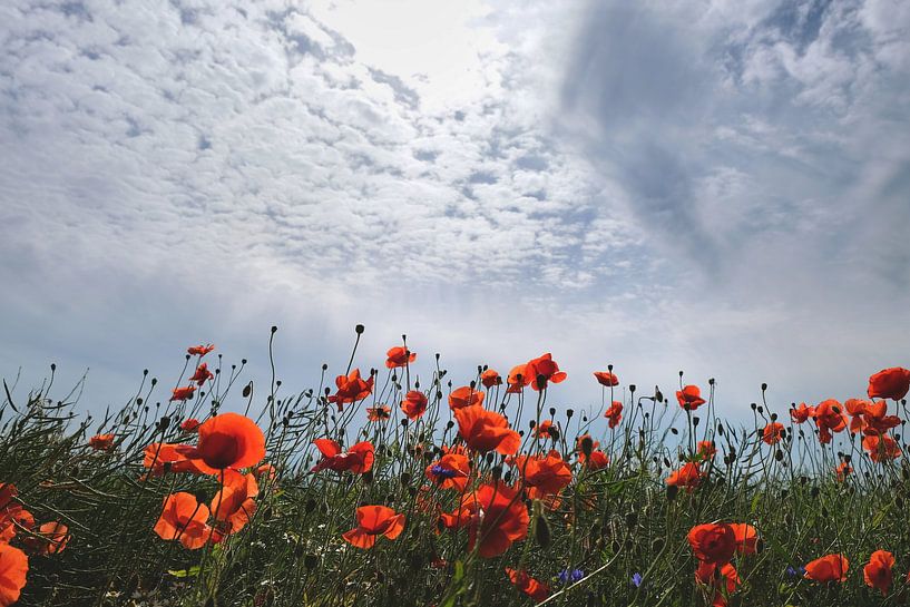 Charmante papaver van Ostsee Bilder