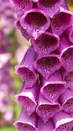 Vingerhoedskruid van Liv ter Riet