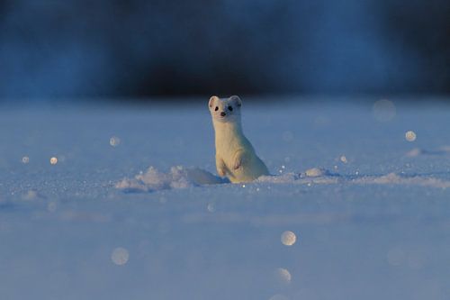 Hermelijn (Mustela erminea) in de winter Duitsland