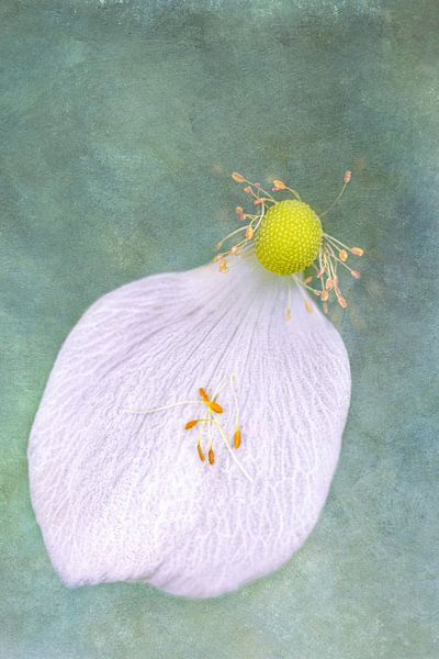 Der letzte Wunsch von The Art Of Vili