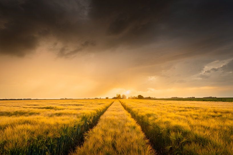 Dark clouds above golden barley | Landscape photography | Sunset in Flevoland by Marijn Alons