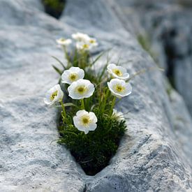 Ranunculus traunfellnerii, een witte ranonkel op de Mangart van Tim Lotterman Photography