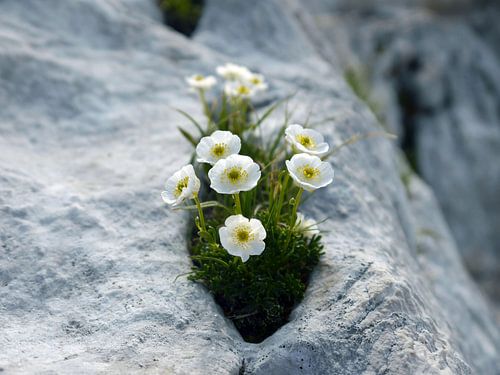 Ranunculus traunfellnerii, ein weißer Hahnenfuß auf dem Mangart