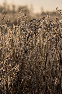 De zon schijnt door het riet van Lydia