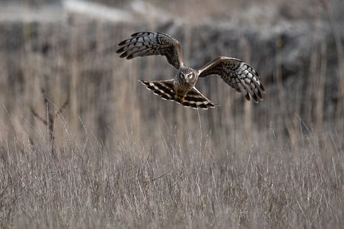 Hen Harrier