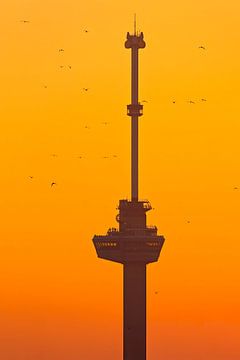 Euromast tijdens zonsondergang (met vogels) te Rotterdam