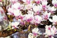 Magnolia, een gedicht.