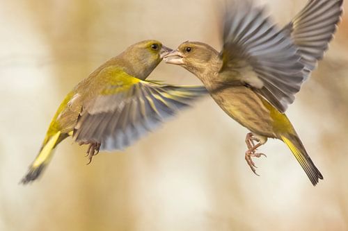 Les jeunes pousses en vol