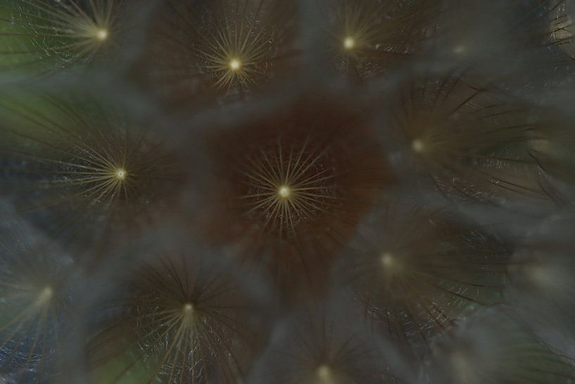 Soft Pastel Dandelion Stars by Foto Studio Labie