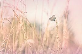 Modest van Bob Daalder