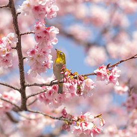 Frühling in Japan - Sakura von Angelique van Esch