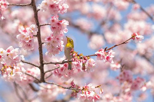 Frühling in Japan - Sakura von Angelique van Esch