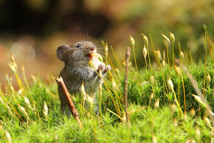 Muis van Anita Kortus