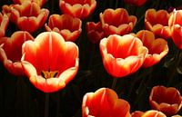 Tulpen in zonlicht von Anne van de Beek Miniaturansicht