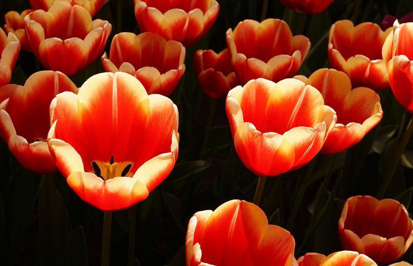 Tulips with sunlight shining through von Anne van de Beek