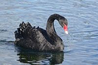 Black Swan