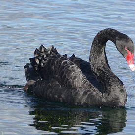 Black Swan by Mark Sebregts