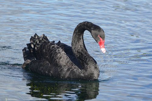 Zwarte zwaan