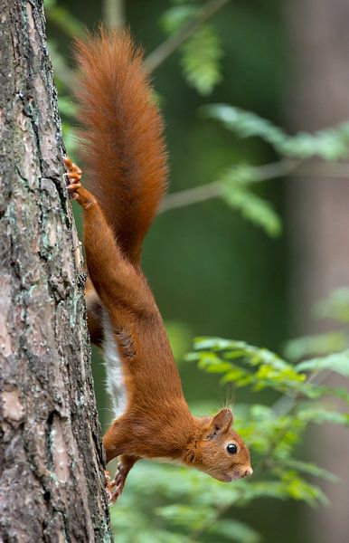 Écureuil par Menno Schaefer