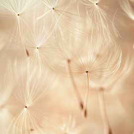 Pusteblumenzauber von Poster Art Shop