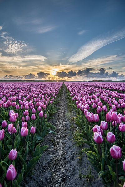 tulpen bij ondergaande zon 05 von Arjen Schippers