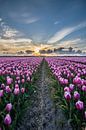 tulpen bij ondergaande zon 05 von Arjen Schippers Miniaturansicht