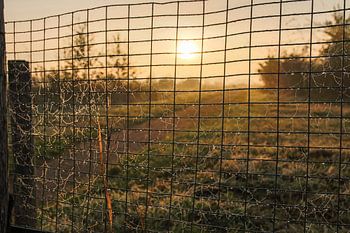 Herfstdag met zonsopkomst en ochtendmist