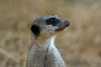 Timon op wacht