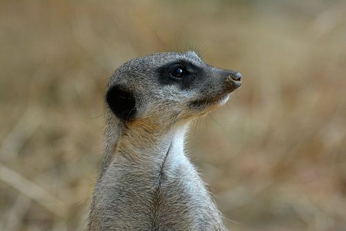 Timon op wacht