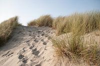 In the dunes