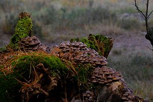 Fraaisteelmycena in het bos van Bopper Balten