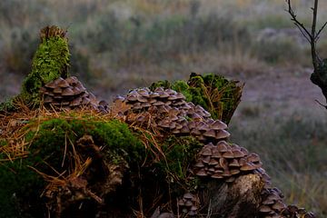 Frail stalk mycena in the forest by Bopper Balten