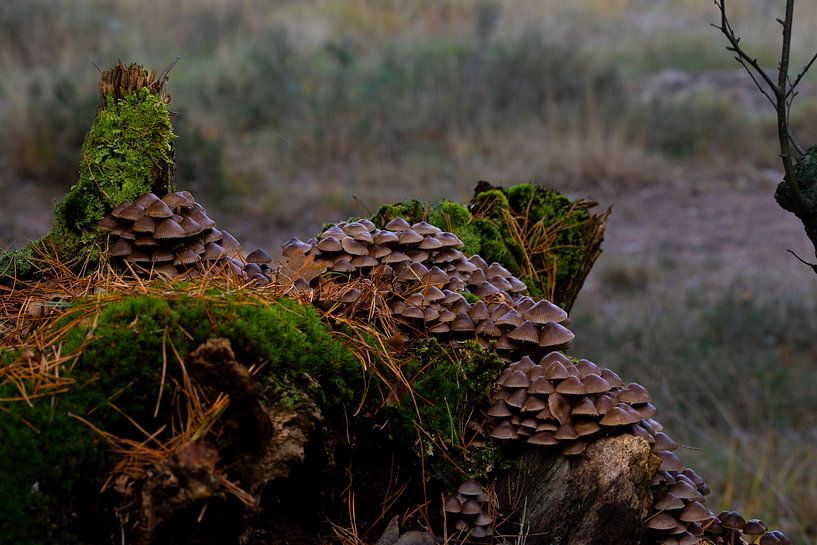 Zerbrechlicher Stängelpilz im Wald von Bopper Balten