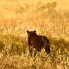Luipaard tijdens het gouden uurtje in Botswana van Daphne de Vries