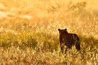 Luipaard tijdens het gouden uurtje in Botswana van Daphne de Vries thumbnail