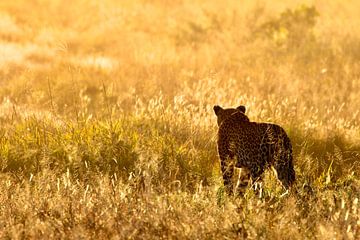 Luipaard tijdens het gouden uurtje in Botswana van Daphne de Vries