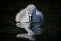 Donzy.com - Young swan against a dark background.