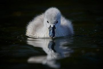 Donzy.com - Young swan against a dark background. by Donzy.nl