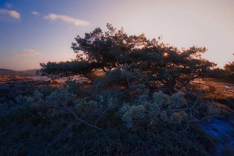 Tree on the heath by peterheinspictures