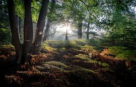 Landgut Vogelenzang Woestduin von martin slagveld