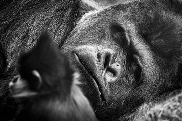 Gorilla von Rob Boon