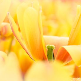 Gele tulp von Jeffry J.J van Berkum