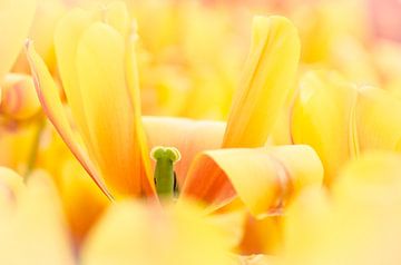 Gele tulp van Jeffry J.J van Berkum