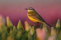 De gele kwikstaart op een tulp van Menno Schaefer thumbnail