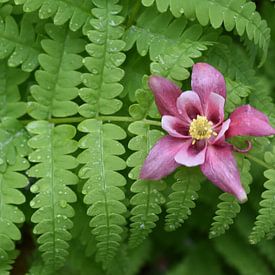A columbine in the garden by Claude Laprise