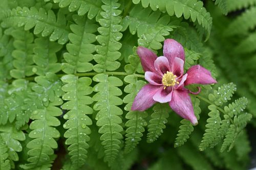 Eine Akelei im Garten